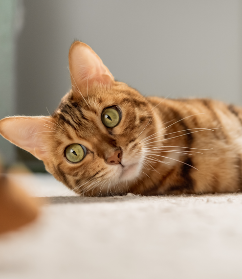curiosidades de los gatos